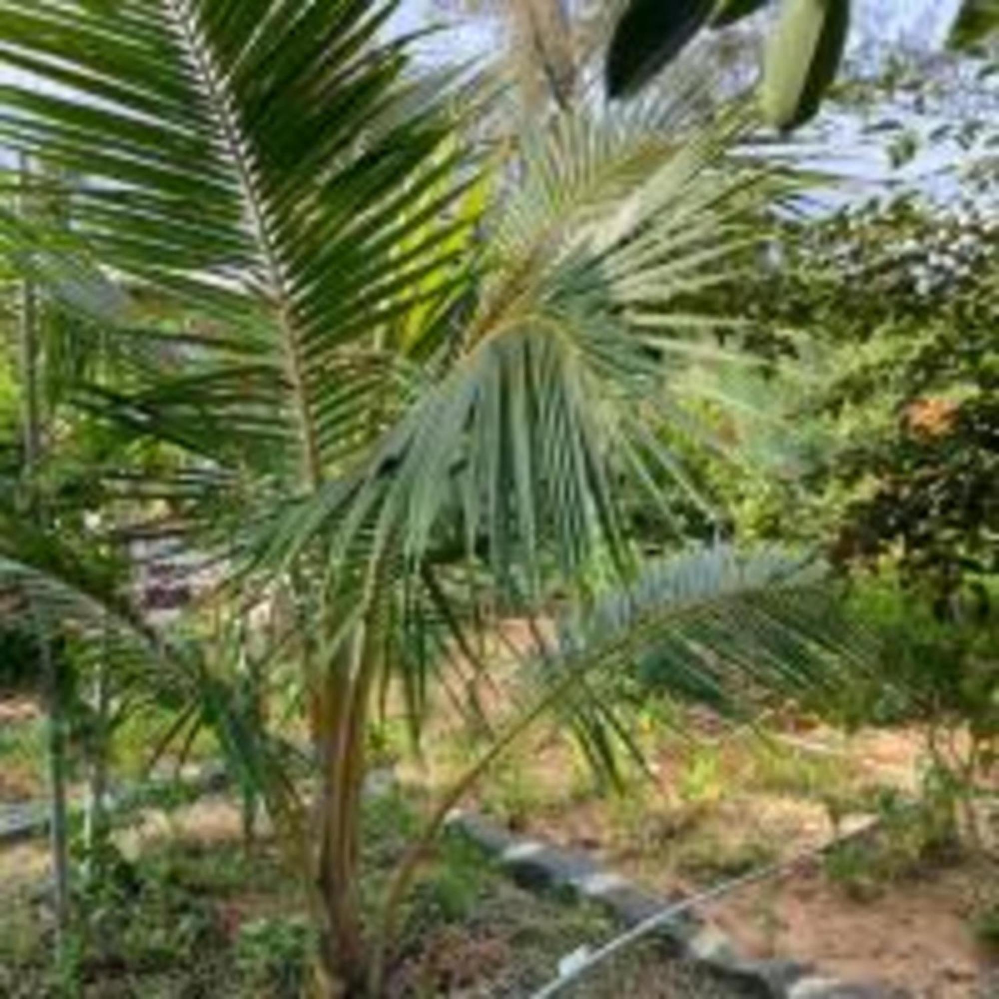 Duc Luu Quang Hotel Binh Thuan Tuy Phong Buitenkant foto
